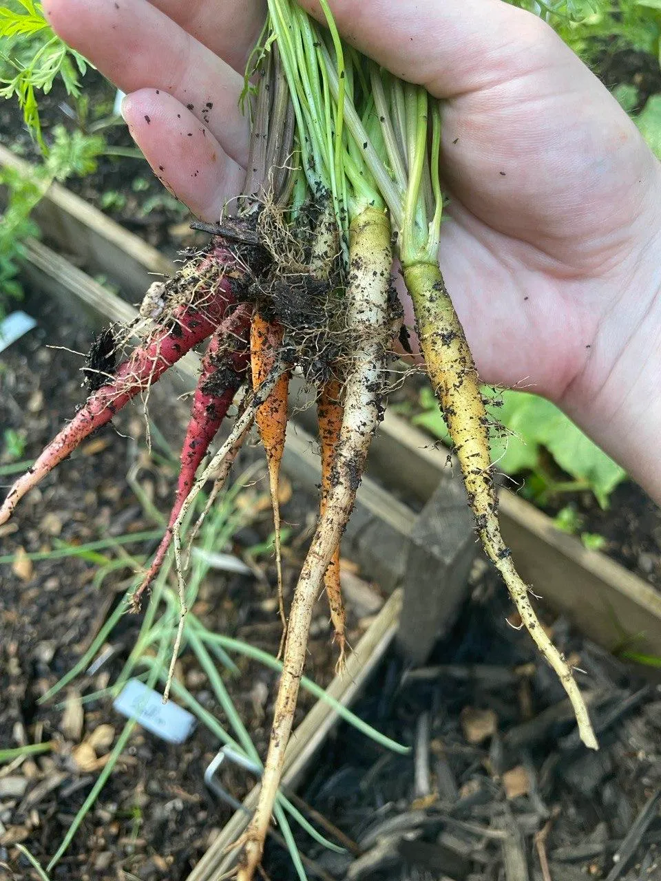 docs/carrots.jpg
