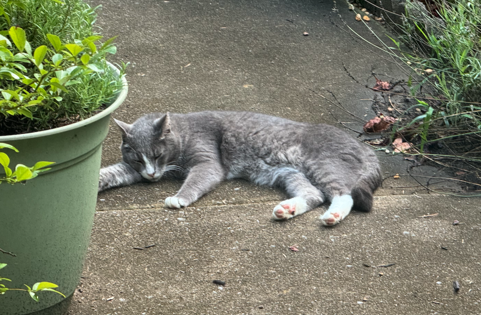 Here's a picture out our neighborhood barn cat, so you don't get too bored while we talk about protobuf compilers